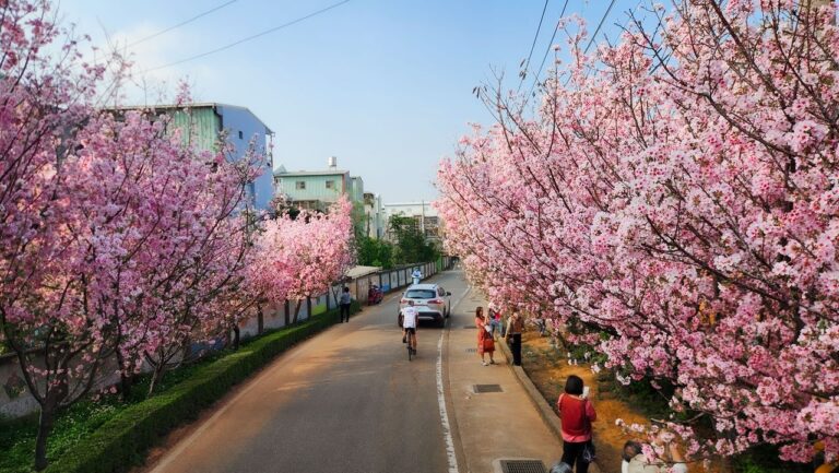 2025-Taichung-Cherry-Blossoms (18)