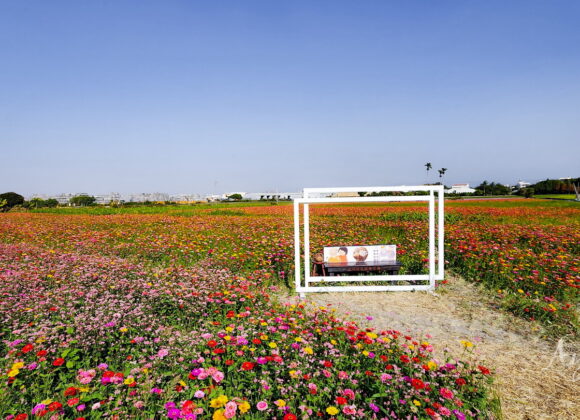 台中霧峰粉紅蕎麥花海