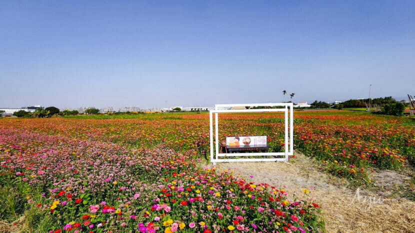 台中霧峰粉紅蕎麥花海