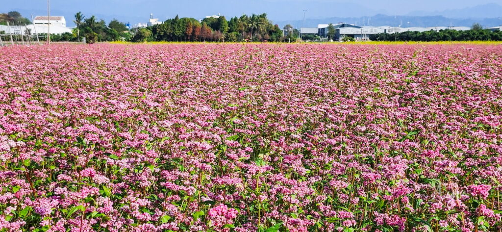 台中霧峰粉紅蕎麥花海全景照片